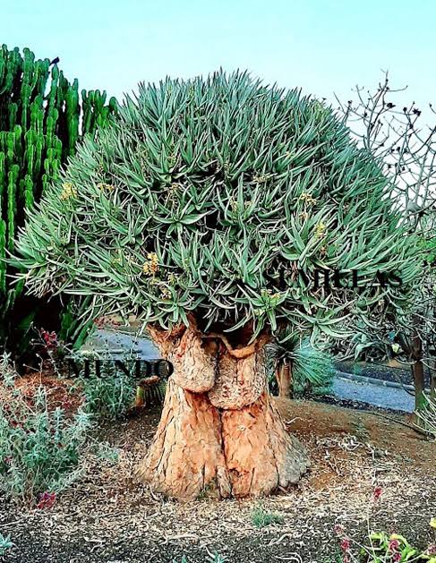  Mature Aloe Dichotoma with Branching Tree Form 