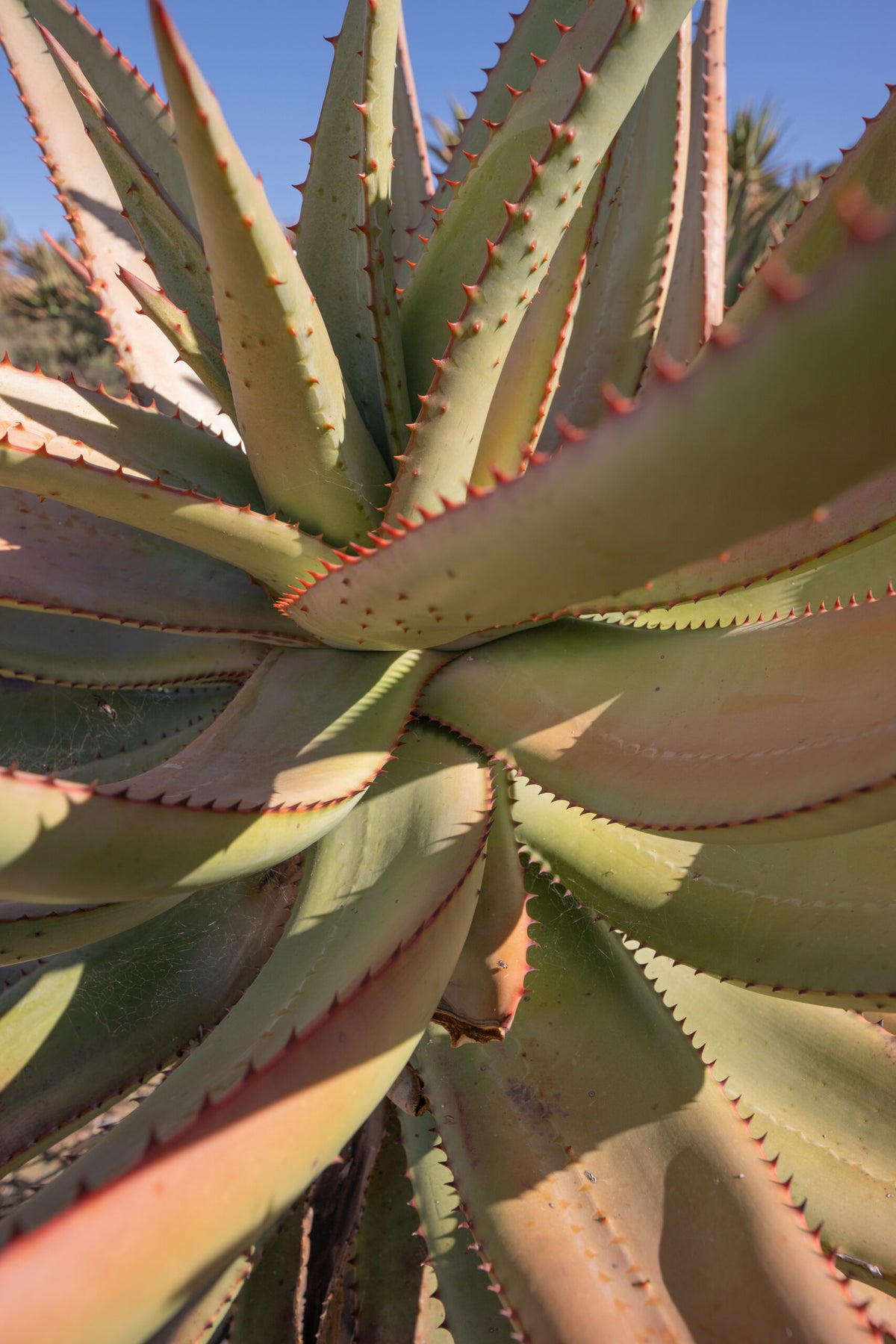 Aloe ferox Cape Aloe succulent plant with thick green leaves, reddish-brown leaf edges, and tall orange-red flower spikes in a sunny garden.