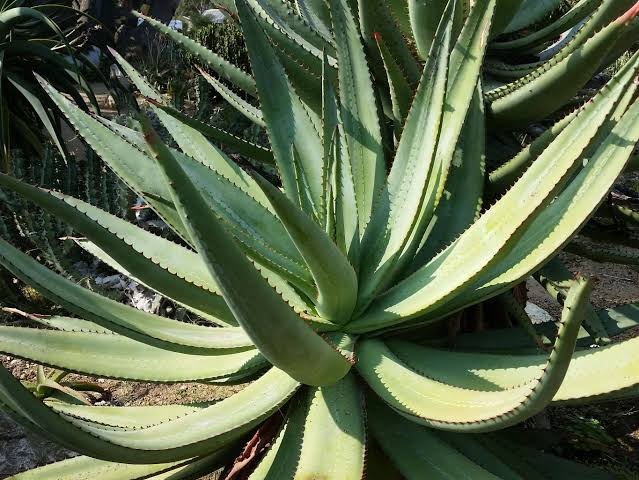 Aloe ferox Cape Aloe succulent plant with thick green leaves, reddish-brown leaf edges, and tall orange-red flower spikes in a sunny garden.