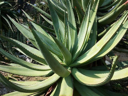 Aloe ferox Cape Aloe succulent plant with thick green leaves, reddish-brown leaf edges, and tall orange-red flower spikes in a sunny garden.
