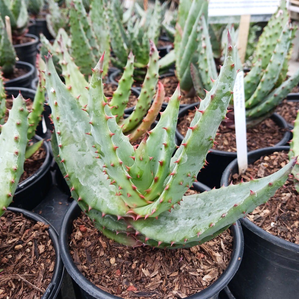 Aloe ferox Cape Aloe succulent plant with thick green leaves, reddish-brown leaf edges, and tall orange-red flower spikes in a sunny garden.