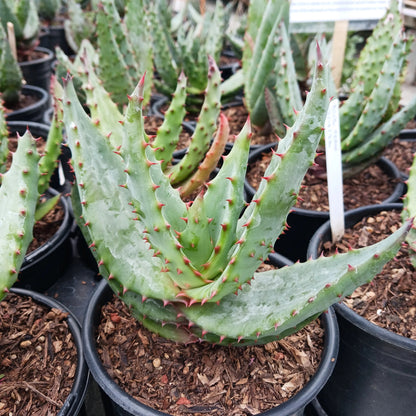Aloe ferox Cape Aloe succulent plant with thick green leaves, reddish-brown leaf edges, and tall orange-red flower spikes in a sunny garden.