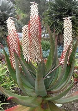 Aloe Ferox with Thick Toothed Green Leaves