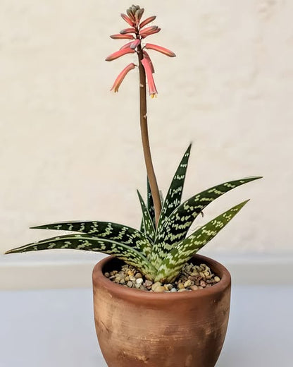 Aloe variegata Tiger Aloe succulent displaying compact green rosettes with distinctive pale tiger-like bands on fleshy leaves in a well-drained garden container.