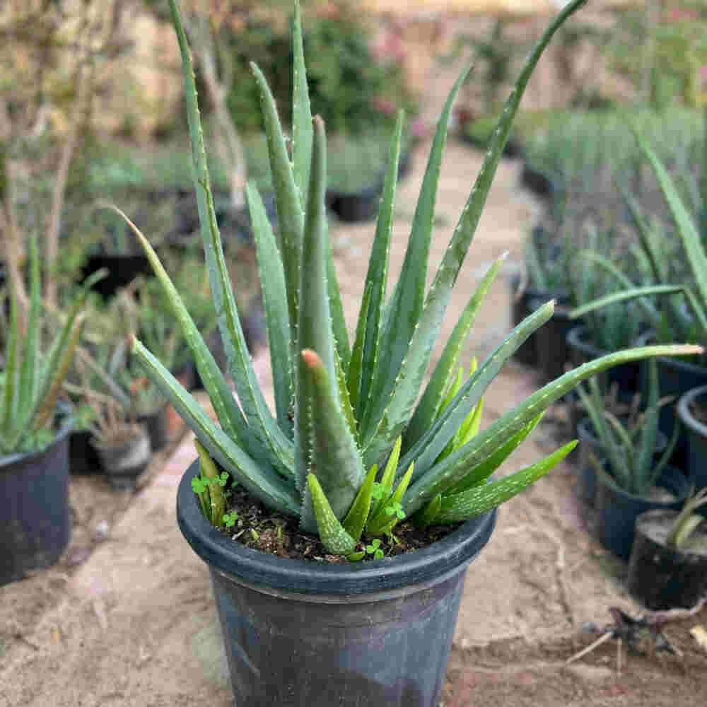 Light Green flower seeds