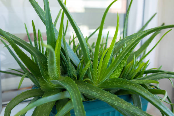 Aloe vera plant seeds for planting with green succulent leaves
