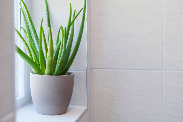 Aloe vera plant seeds for planting with green succulent leaves