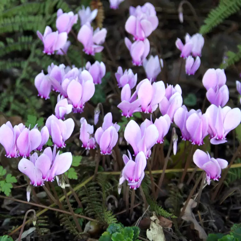 Lavender White flower seeds