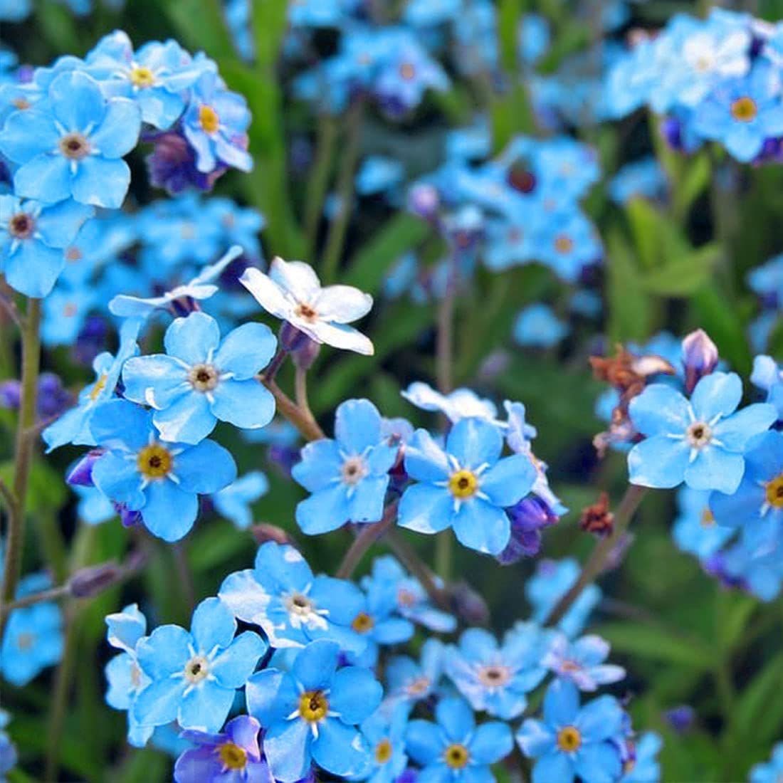 Alpestris Alpine flower seeds