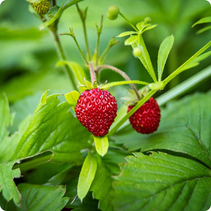 alexandria alpine strawberry seeds
