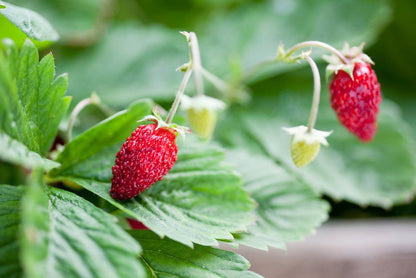 Alexandria Alpine Strawberry Fruit Seeds for Planting – Heirloom Non-GMO Garden Seeds