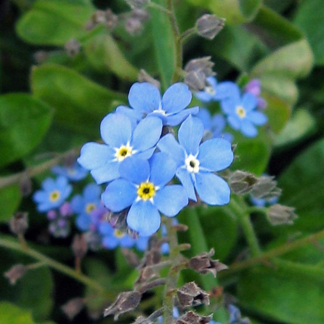 Alpine Forget-Me-Not flower seeds