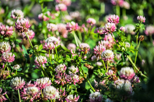 Alsike Clover Flower Seeds for Planting – Heirloom Non-GMO Garden Seeds