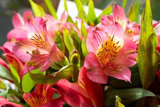 Alstroemeria flower seeds