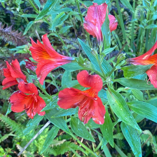Red Alstroemeria flower seeds