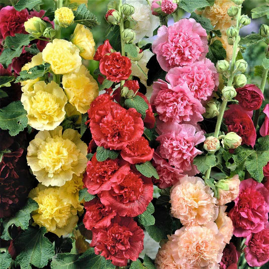 Color Althaea flower seeds