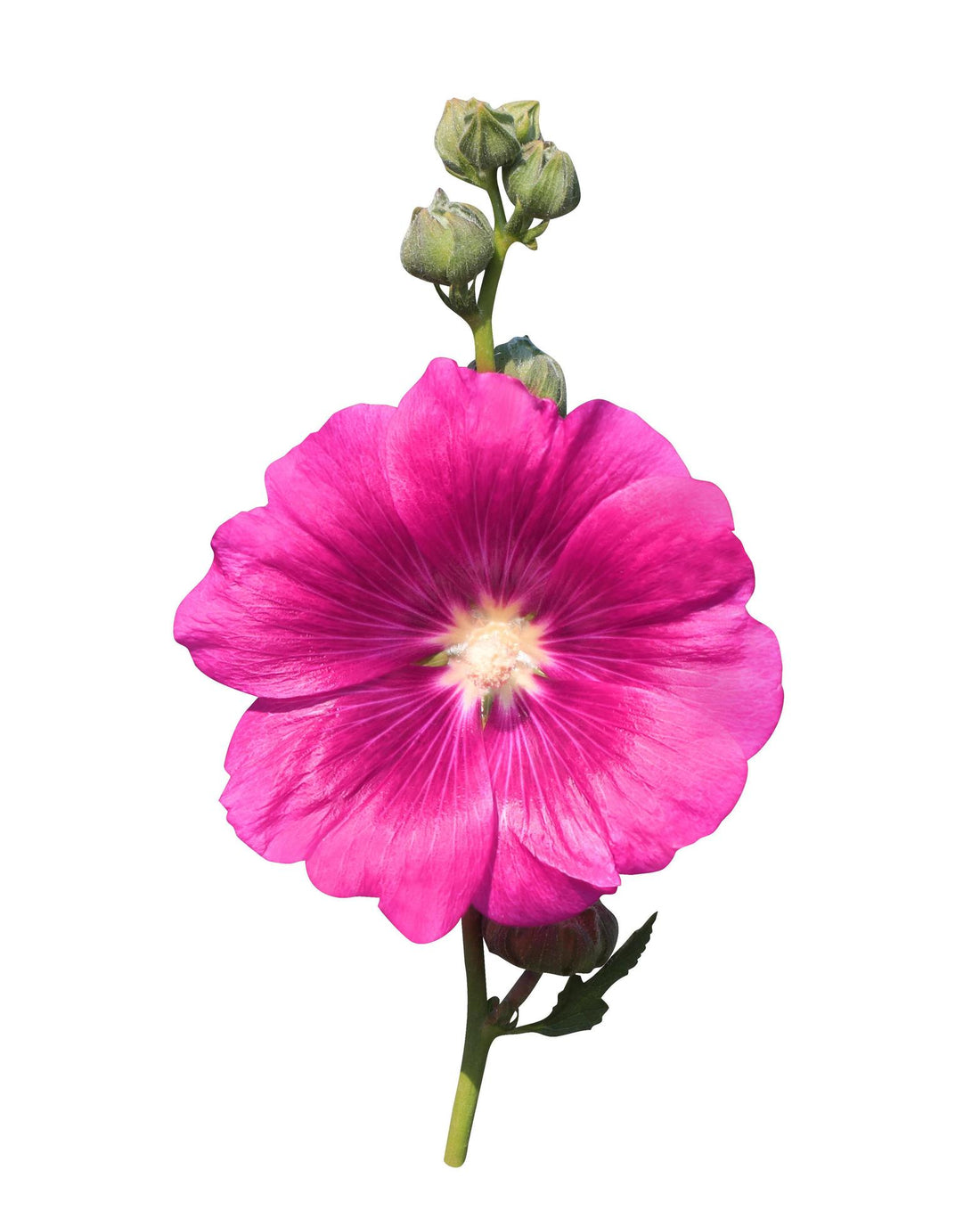 Pink Althaea flower seeds