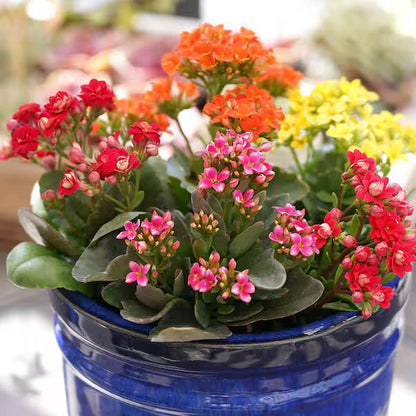 Kalanchoe flower seeds