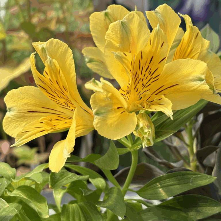 Peruvian Lily Alstroemeria plant