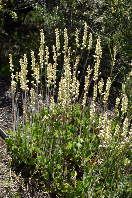 Alum Root (Heuchera richardsonii) perennial herb showing rounded, lobed green leaves and delicate greenish flowers on slender upright stems.
