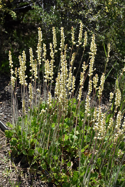 Alum Root (Heuchera richardsonii) perennial herb showing rounded, lobed green leaves and delicate greenish flowers on slender upright stems.