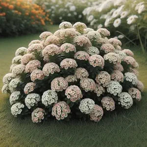 Alyssum Aphrodite flower seeds