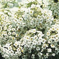 Alyssum Cup Series Mix Flower Seeds for Planting