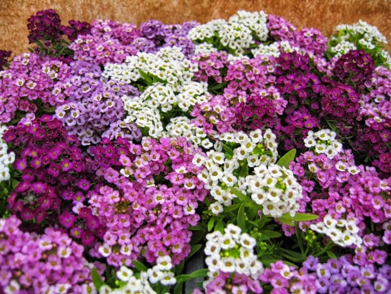 Alyssum Easter flower seeds