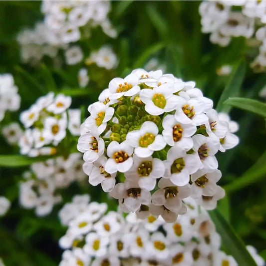 Alyssum flower seeds