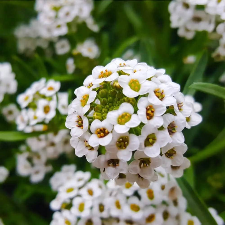 Alyssum flower seeds