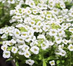 Sweet Alyssum Flowers Growing Along Garden Border