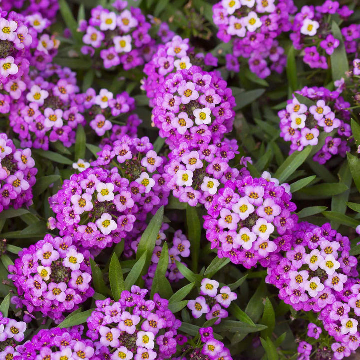 Alyssum Ground flower seeds