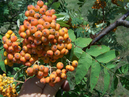 Greene's Mountain-Ash Fruit Seeds for Ornamental Trees and Gardens