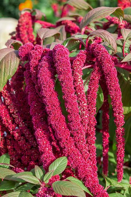 Amaranthus Caudatus flower seeds for planting with cascading red flower tassels