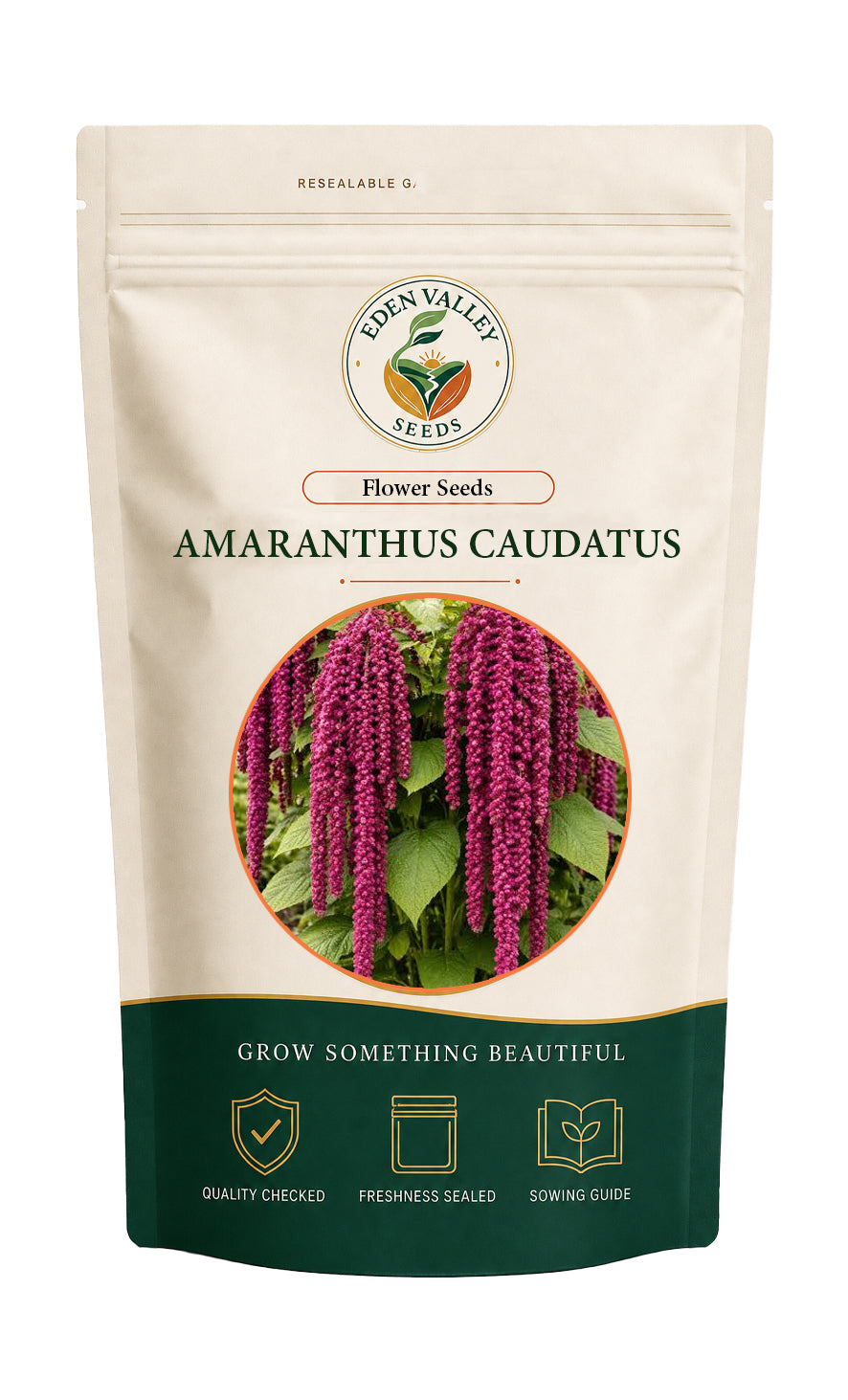 Amaranthus Caudatus Flower Seeds for planting