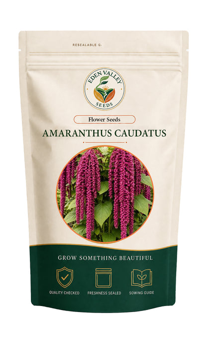 Amaranthus Caudatus Flower Seeds for planting