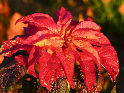 Amaranthus Illumination flower plant with vibrant red orange bronze and green foliage
