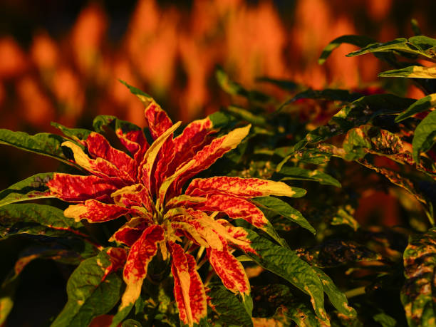 Amaranthus Illumination flower plant with vibrant red orange bronze and green foliage