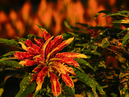 Amaranthus Illumination flower plant with vibrant red orange bronze and green foliage