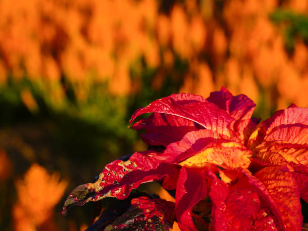 Amaranthus Illumination flower plant with vibrant red orange bronze and green foliage