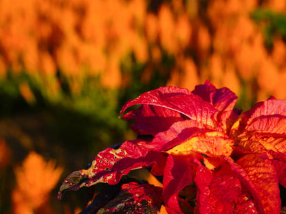 Amaranthus Illumination flower plant with vibrant red orange bronze and green foliage
