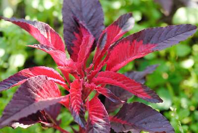 Amaranthus Tricolor Flower Seeds for planting with colorful red green purple and gold foliage