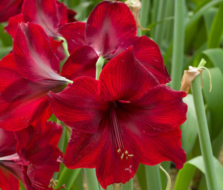 Maroon Hippeastrum flower seeds