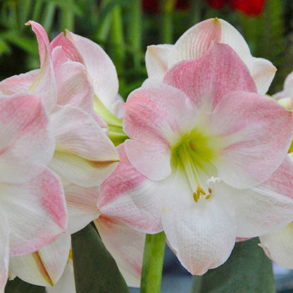 Light Pink flower seeds