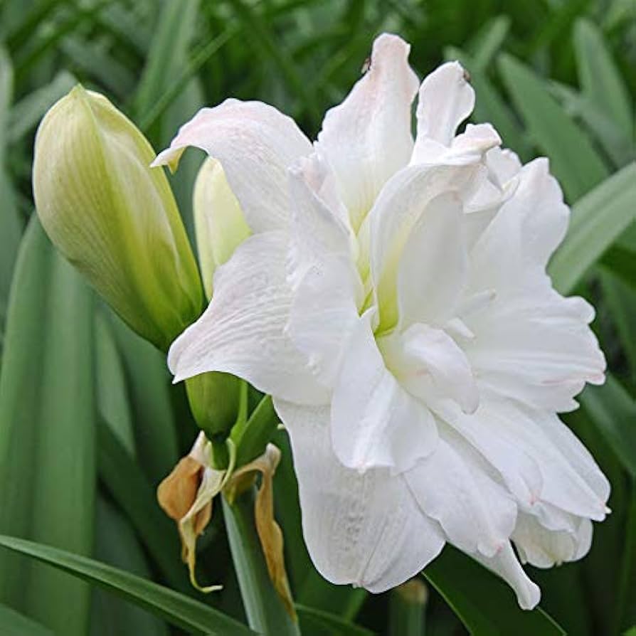 White Amaryllis flower seeds