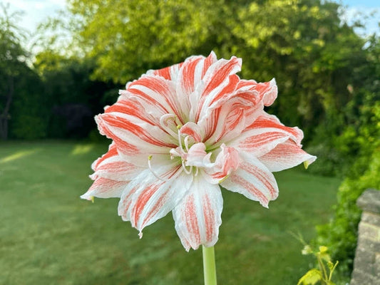 White Orange flower seeds