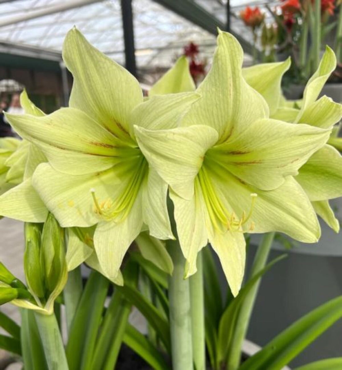 Pale Green flower seeds