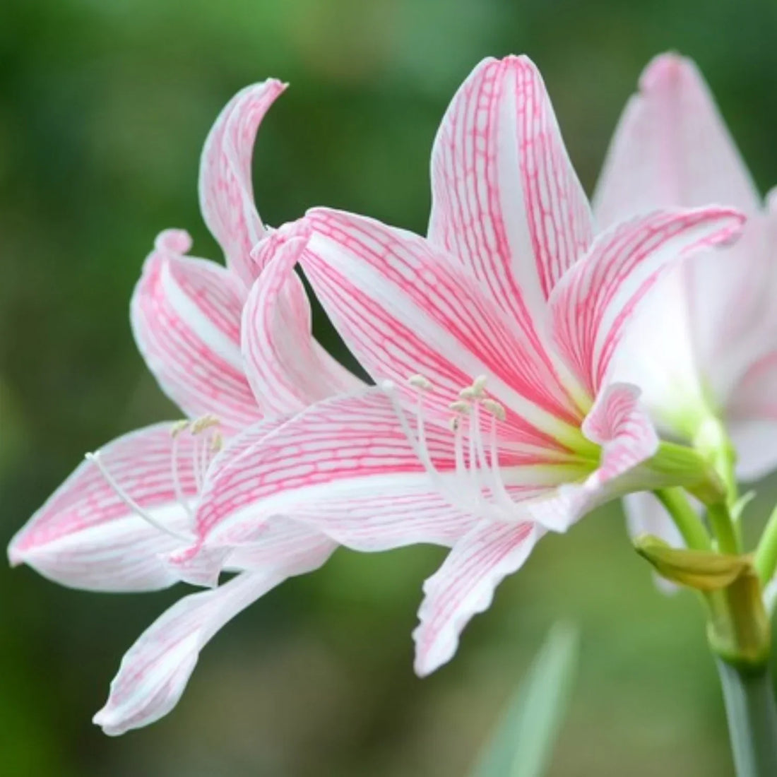 Pink White flower seeds