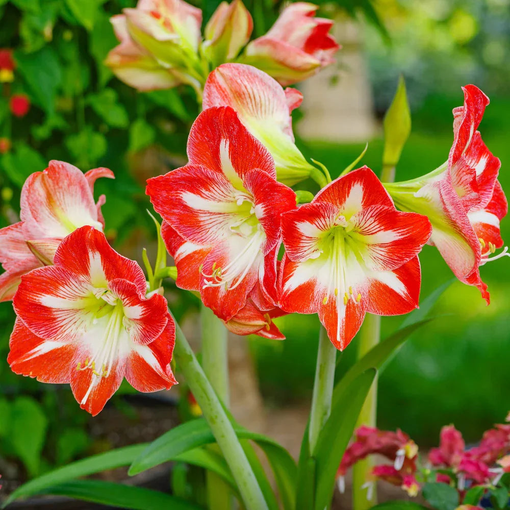 Red White flower seeds
