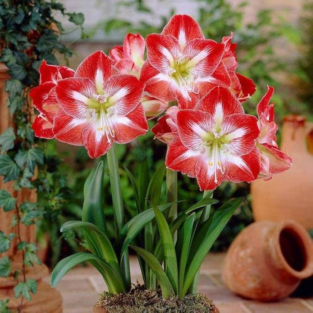 Red White flower seeds